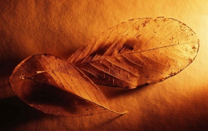 Premio Poesie Marega