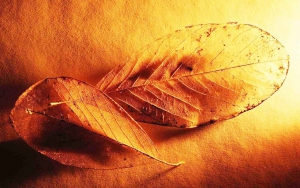 Premio Poesie Marega